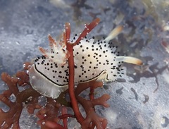Acanthodoris rhodoceras