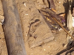 Eutropis bibronii