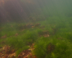 Acanthopagrus butcheri