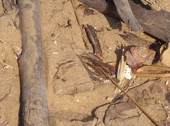 Eutropis bibronii