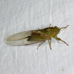 Chlorocysta vitripennis