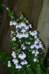 Prostanthera cuneata