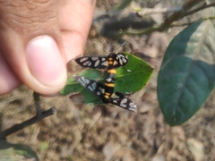 Amata sperbius