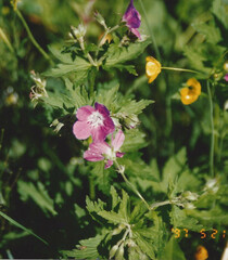 Geranium sylvaticum