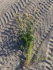 Brassica fruticulosa