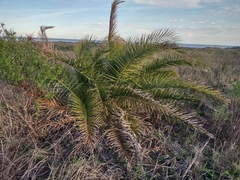 Phoenix canariensis