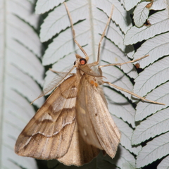 Chalastra aristarcha