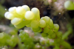 Caulerpa geminata