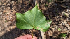 Colletotrichum trichellum
