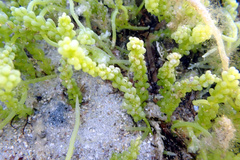Caulerpa geminata