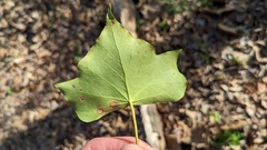 Colletotrichum trichellum