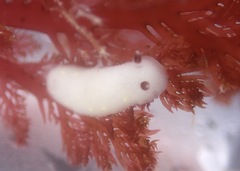Cadlina flavomaculata