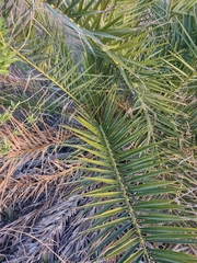 Phoenix canariensis