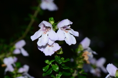 Prostanthera cuneata