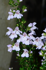 Prostanthera cuneata