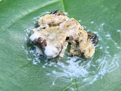 Phrynarachne ceylonica