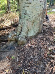 Cupaniopsis parvifolia