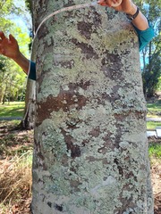 Cupaniopsis parvifolia