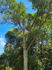 Cupaniopsis parvifolia