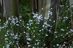 Prostanthera cuneata