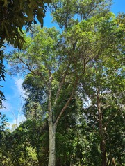 Cupaniopsis parvifolia