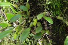 Bulbophyllum albociliatum