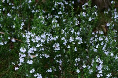 Prostanthera cuneata