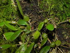 Bulbophyllum albociliatum