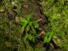 Lysionotus pauciflorus pauciflorus