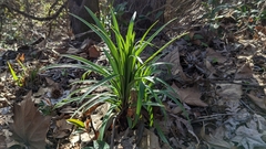 Lilium formosanum