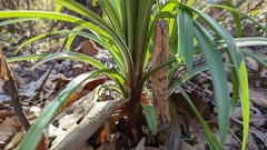 Lilium formosanum