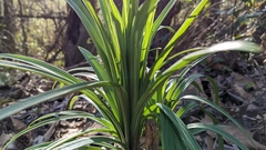 Lilium formosanum