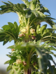 Urtica urens