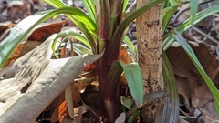 Lilium formosanum