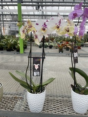 Phalaenopsis aphrodite