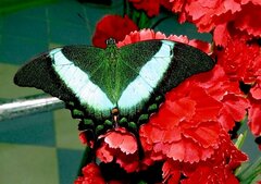 Papilio palinurus