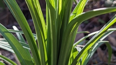 Lilium formosanum