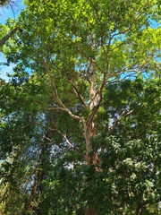 Lophostemon confertus