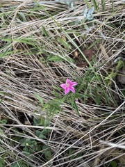 Convolvulus erubescens