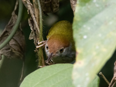 Orthotomus atrogularis