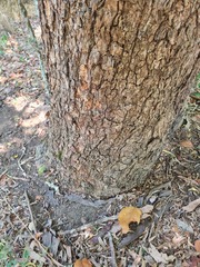 Lophostemon confertus