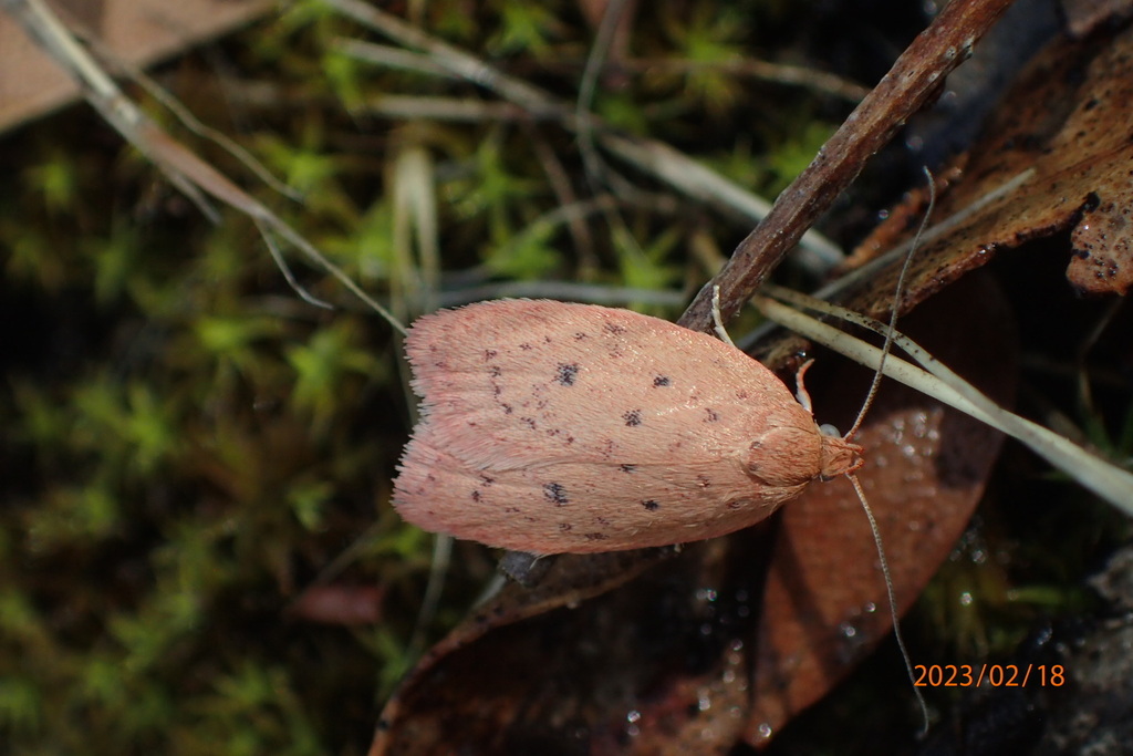 Garrha leucerythra