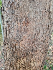 Lophostemon confertus