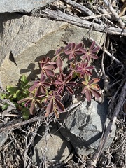 Lupinus microcarpus