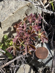 Lupinus microcarpus