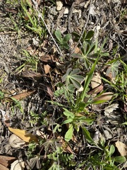Lupinus microcarpus
