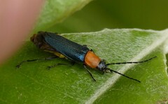 Chauliognathus tricolor