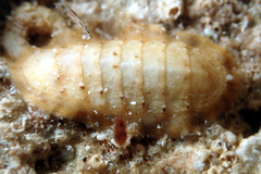 Ischnochiton variegatus