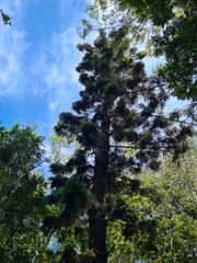 Araucaria cunninghamii