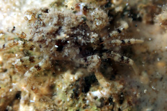 Pilumnus